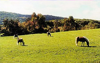 Autumn arrives on the Northwest Pasture.