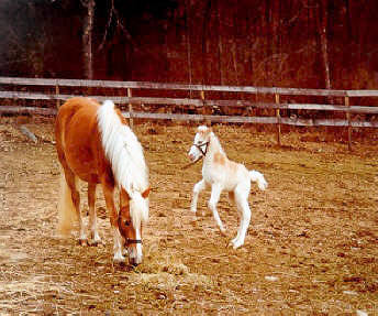 Baby Haflinger Jumping