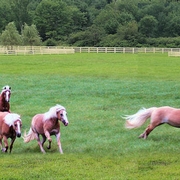 haflinger-galloping.jpg