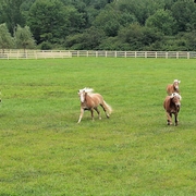 haflinger-playing.jpg