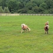 haflinger-playing.jpg